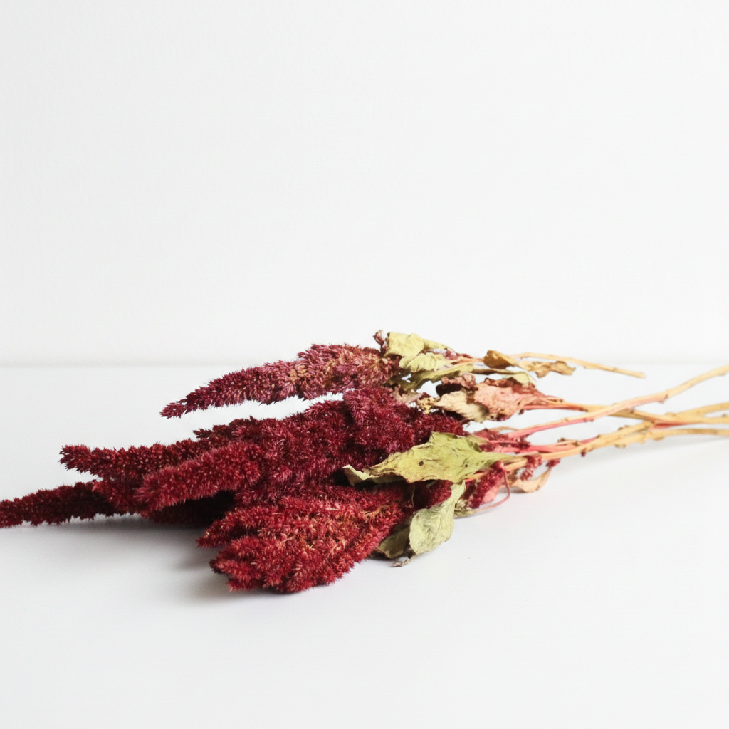 Sušený Amarant (Amarantus) červený – výrazná dekorace do vázy, svatebních a sezónních aranžmá